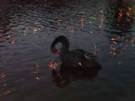Black swan at night